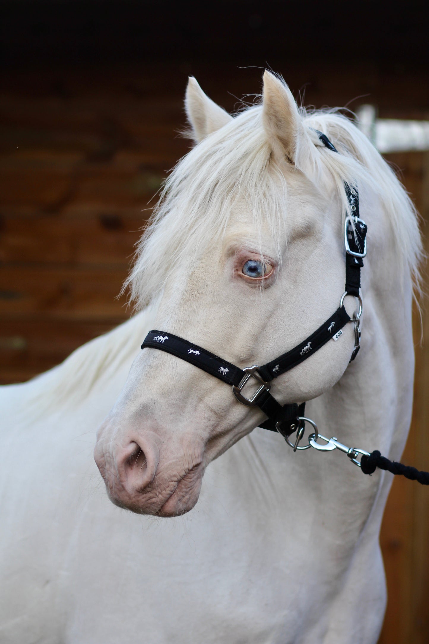 Padded Headcollar