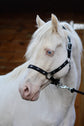 Padded Headcollar