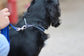 Check Chain Collar