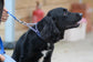 Check Chain Collar
