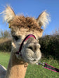 Banbury Headcollar - For Minis, Alpaca, Llama, Sheep