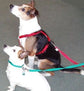 Webbing Dog Harness
