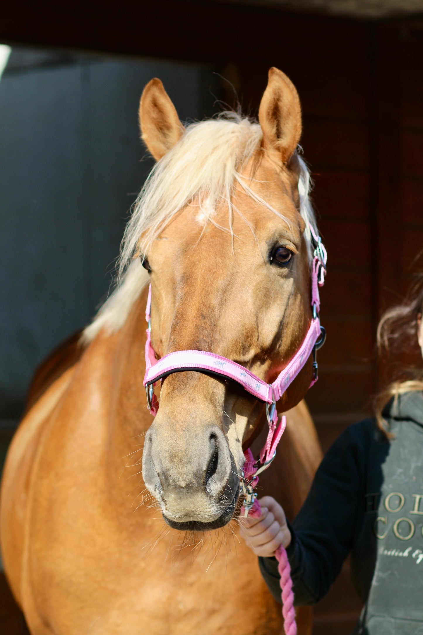 Padded Headcollar