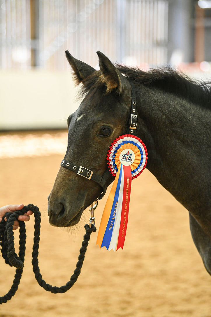 Foal Headcollar