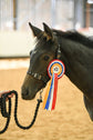 Foal Headcollar