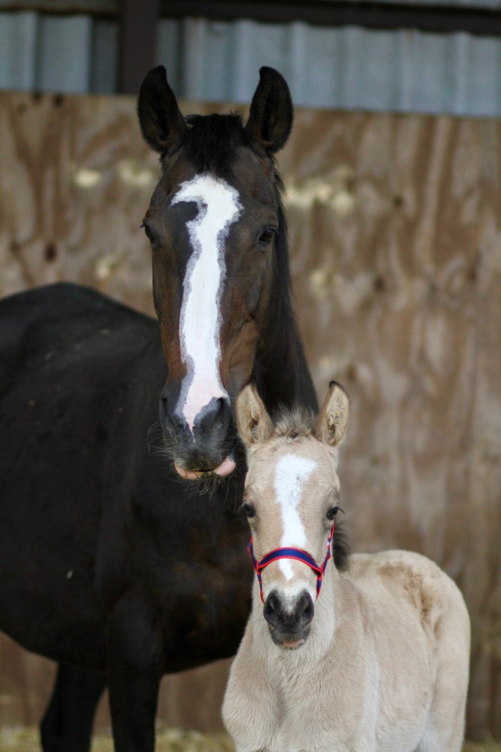 Field Safe Headcollar