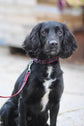 Plastic Buckle Quick Release Webbing Dog Collar