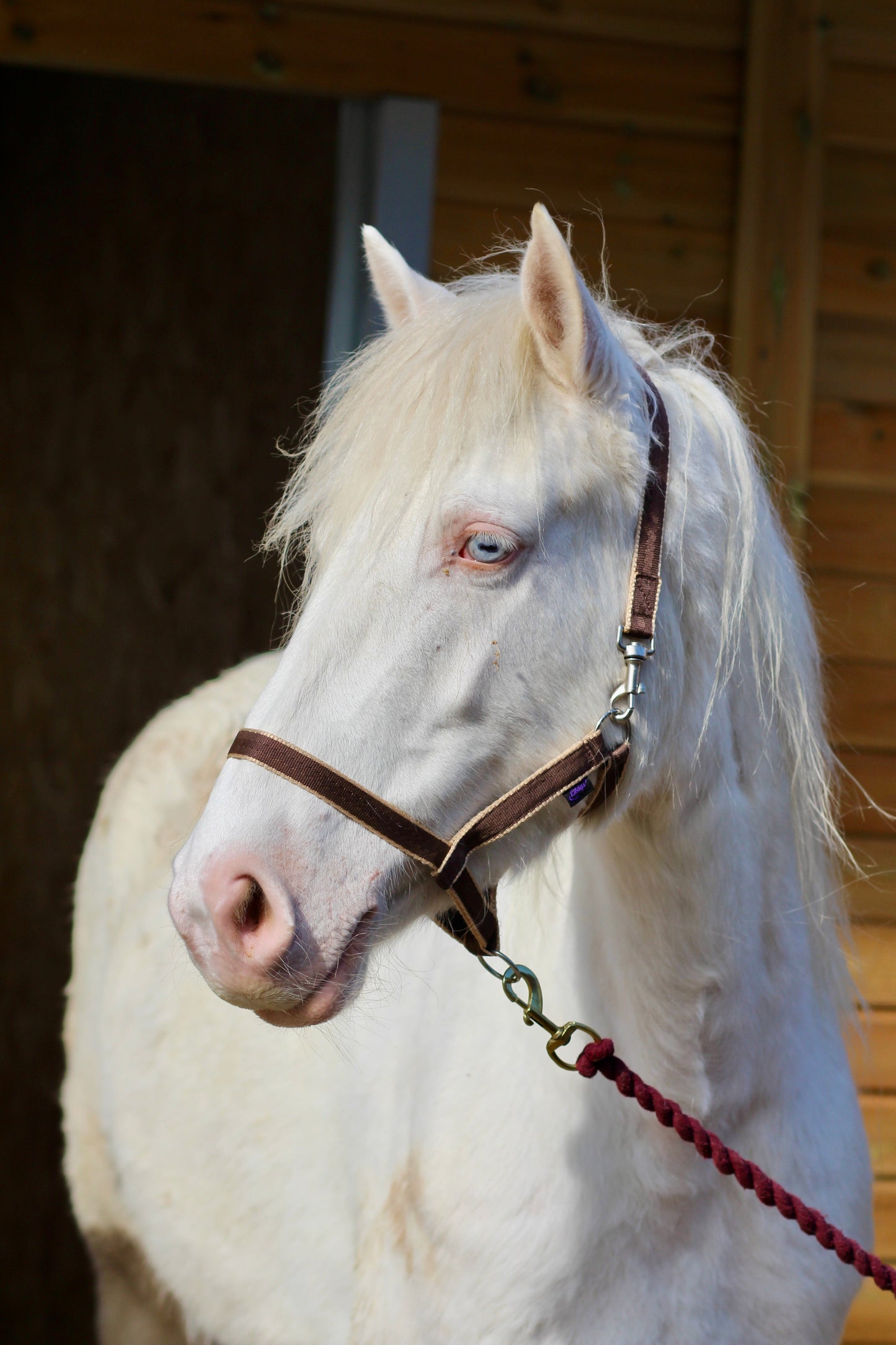 Treby Headcollar