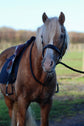 Neckstrap