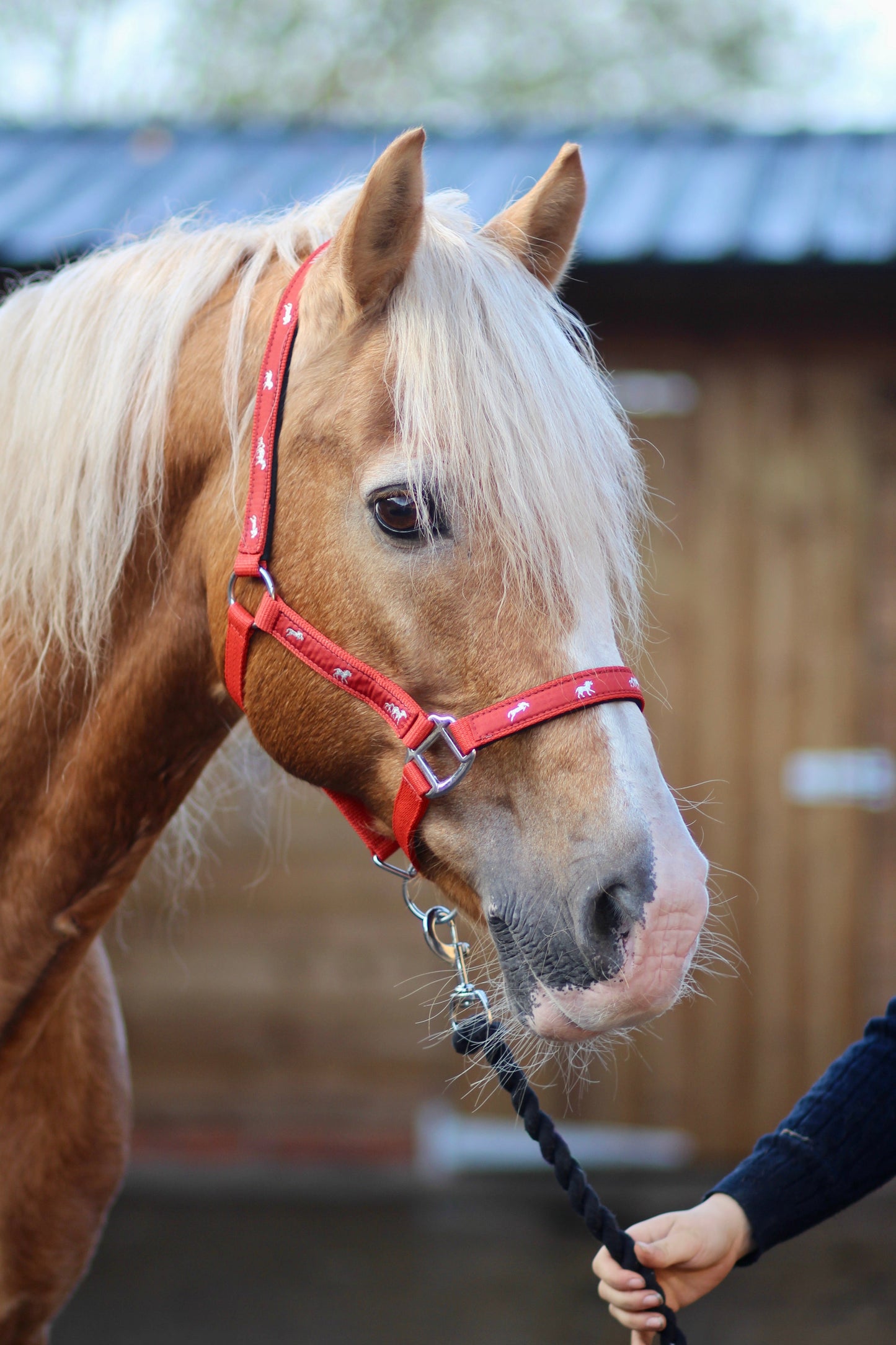 Padded Headcollar