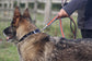 Cushion Web Multi-Lead