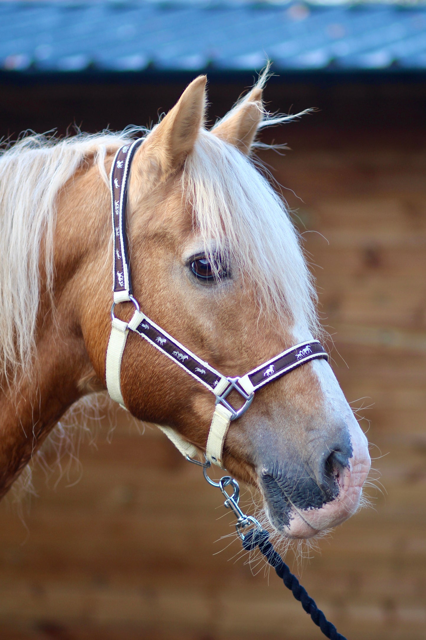 Padded Headcollar