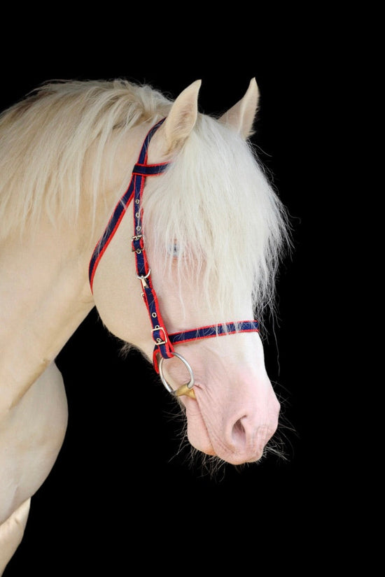 Exmoor Bridle