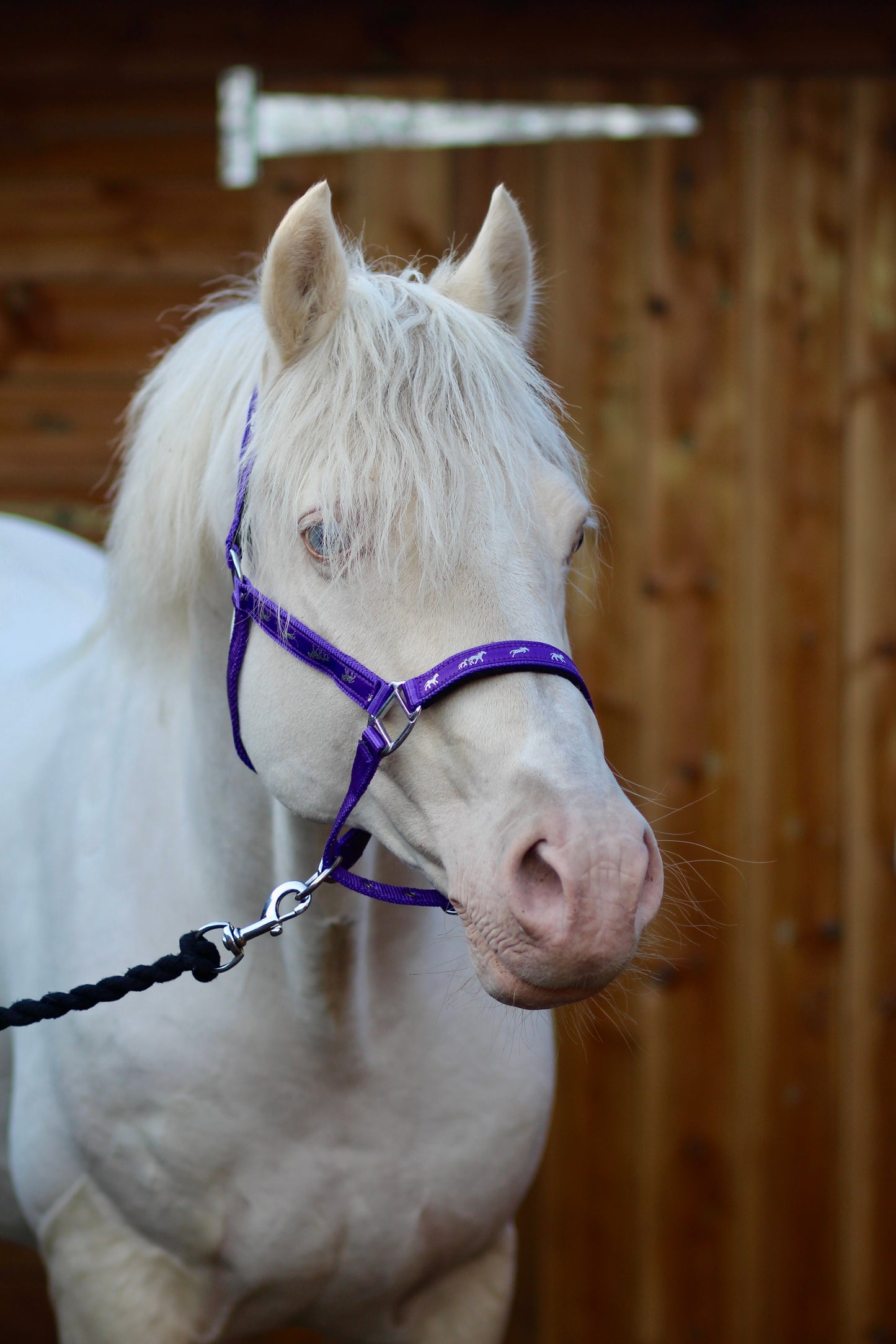 Padded Headcollar